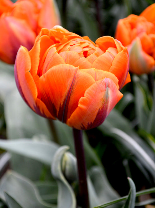 Wholesale Tulip Bulbs - Orange Princess
