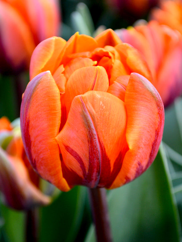 Tulip Orange Princess Double Flowers Bulbs USA