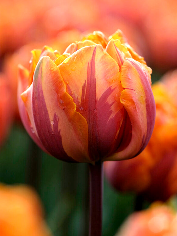 Tulip Orange Princess Double Flowers Bulbs USA