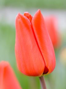 Tulip Orange XXL