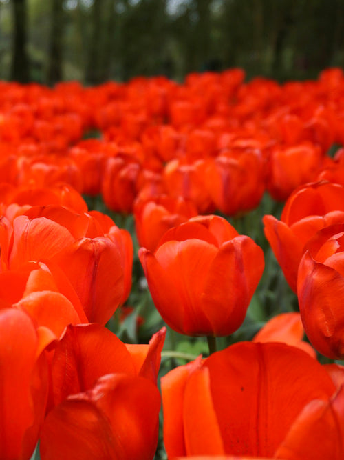 Tulip Orange XXL - Orange Darwin Hybrid Tulip for Fall Planting