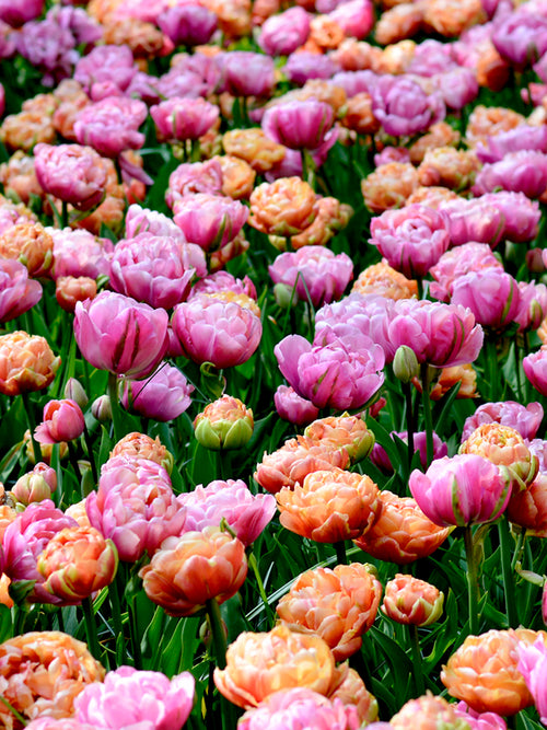 Tulip Peony Party Collection _ Unique Flower Bulb Mix
