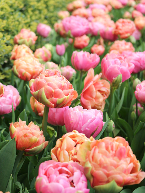 Tulip Peony Party Collection _ Unique Flower Bulb Mix