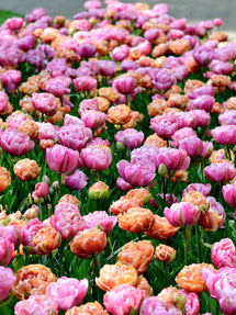 Tulip Peony Party Collection