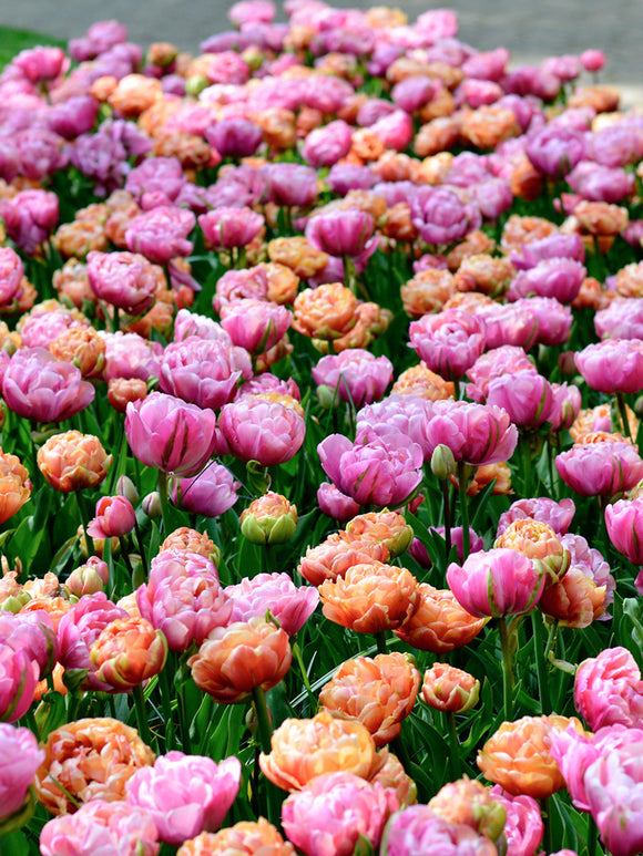 Tulip Peony Party Collection Unique Flower Bulb Mix