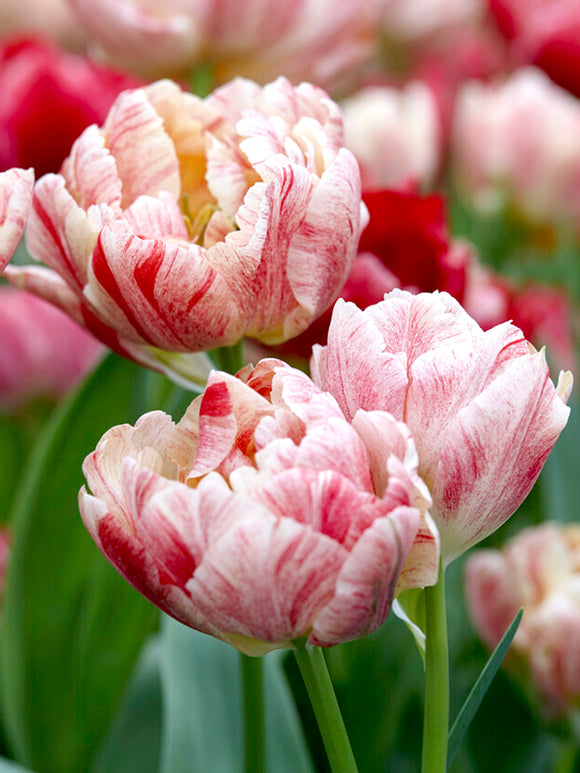 Tulip PepTalk® | DutchGrown™ | Double Unique Peony Tulip