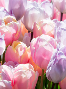 Tulip Perfect Pastel Collection™