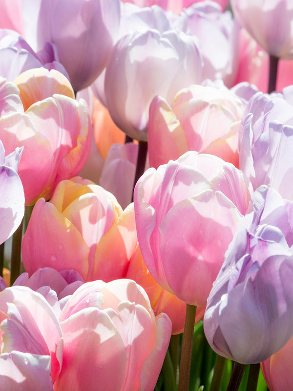 Tulip Perfect Pastel Collection - Tulip Bulbs