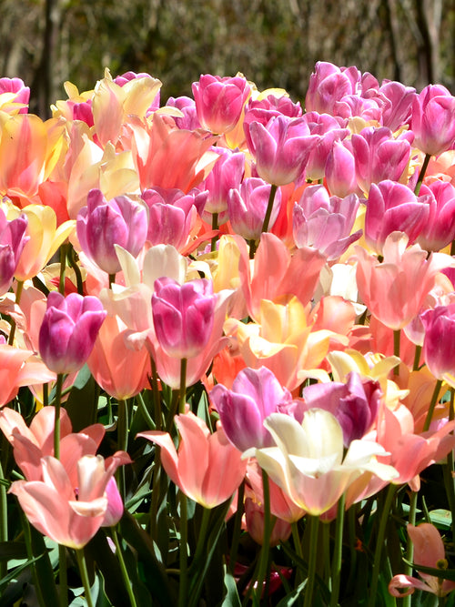 Tulip Perfect Pastel Collection - Tulip Bulbs
