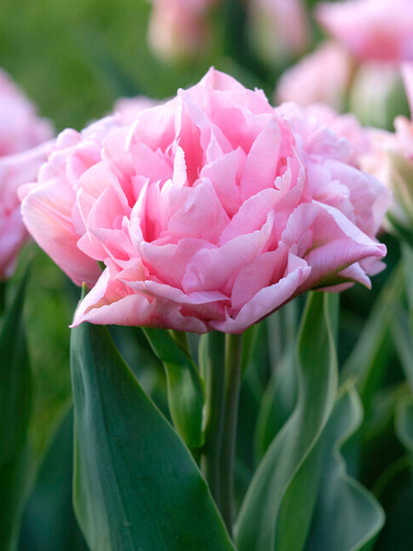 Peony Tulip Perfect Wedding Pink