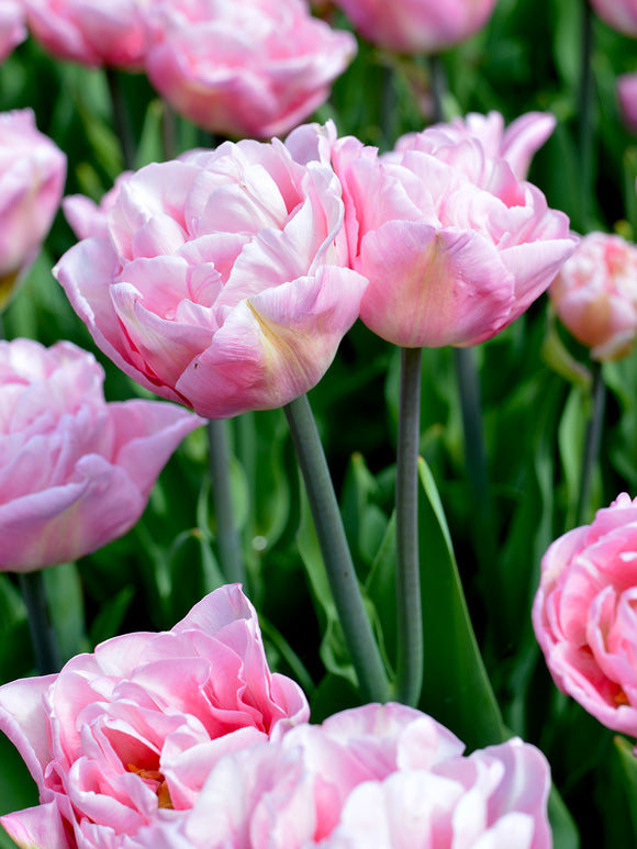 Peony Tulip Perfect Wedding Pink DutchGrown
