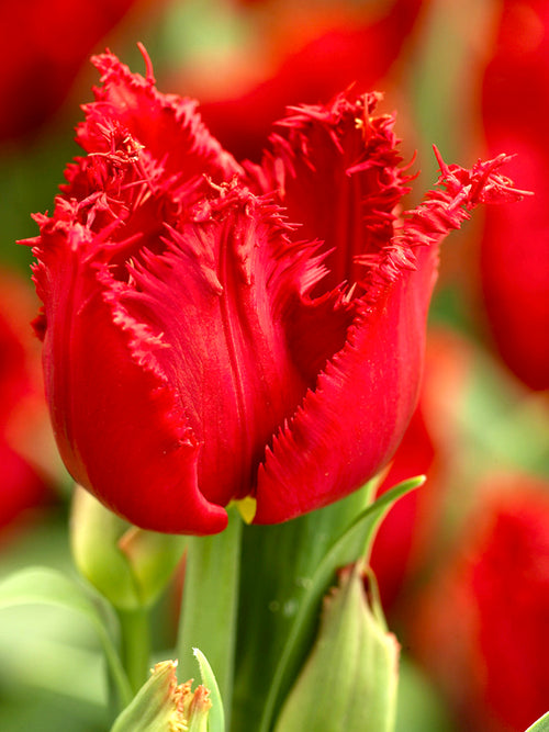 Red Fringed Tulip Philly Belle