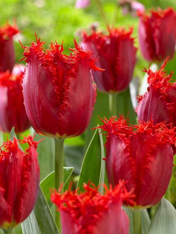 Red Fringed Tulip Philly Belle Garden