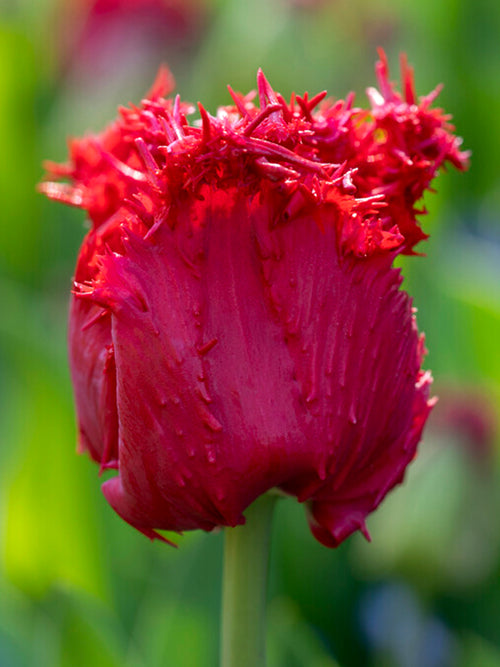 Red Fringed Tulip Philly Belle 2021 Philadelphia Flower Show