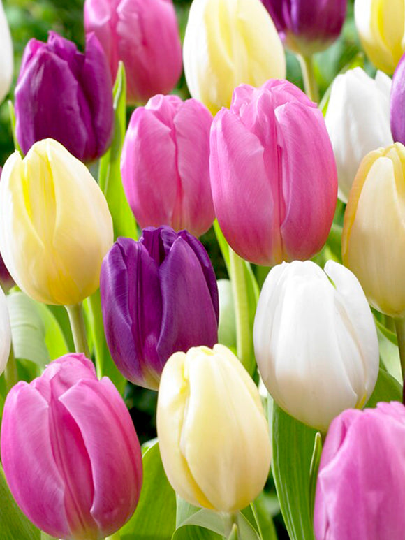 Tulip Mix with Pastel Colors