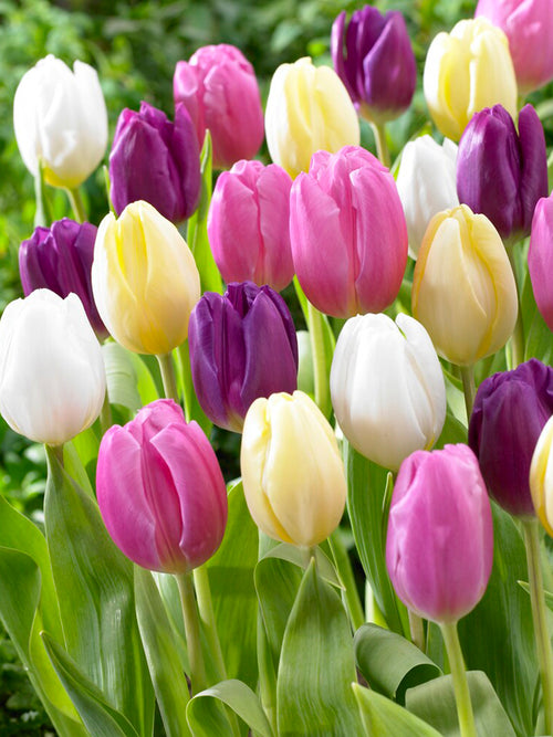 Tulip Mix Pastel Colors by DutchGrown
