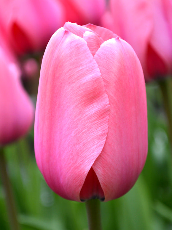 Tulip Pink Impression Huge Jumbo Darwin Tulip Bulbs