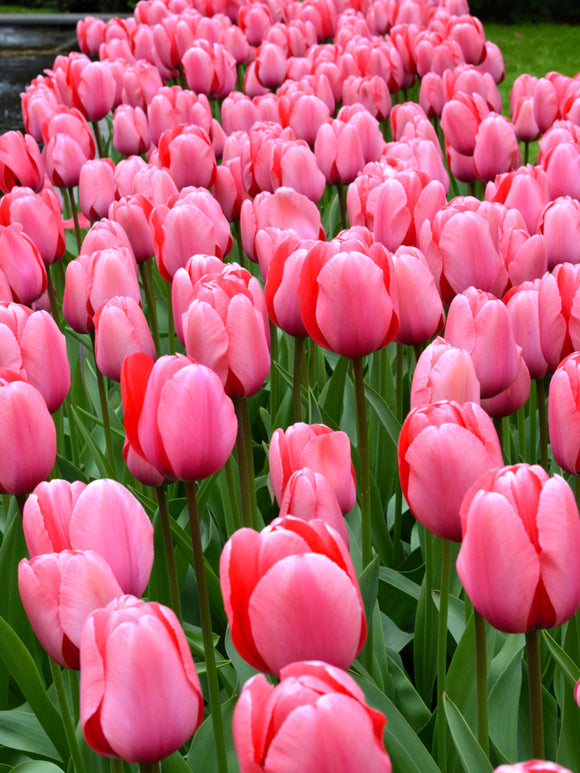 Tulip Pink Impression Huge Jumbo Darwin Tulip Bulbs