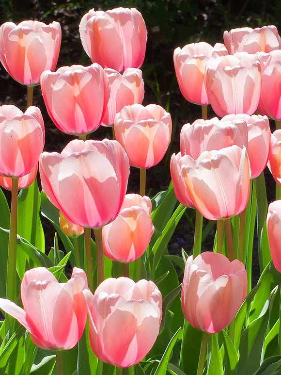 Tulip Pink Impression Huge Jumbo Darwin Tulip Bulbs