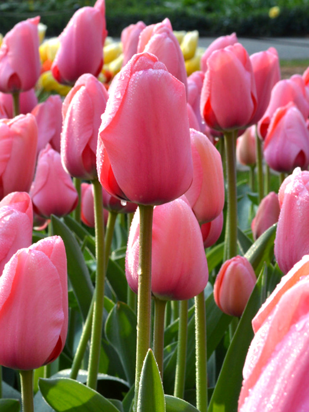Red And Pink Tulips red-and-pink-tulips