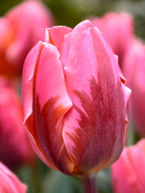 Tulip Bulbs Pretty Princess Pink Spring Bulbs USA