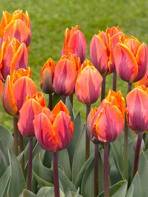 Orange Tulip Princess Irene Heirloom flower bulbs