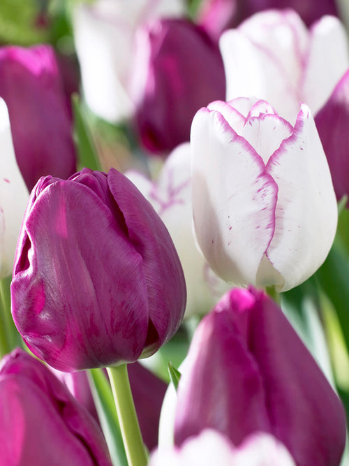Tulip Collection Purple Passion