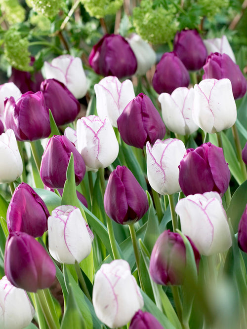 Tulip Purple Passion Collection
