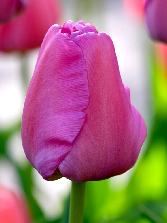 Darwin Hybrid Tulip Purple Pride - Fall Planted Tulip Bulbs
