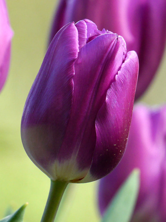 Purple Triumph Tulip Bulbs - Purple Prince flower bulbs