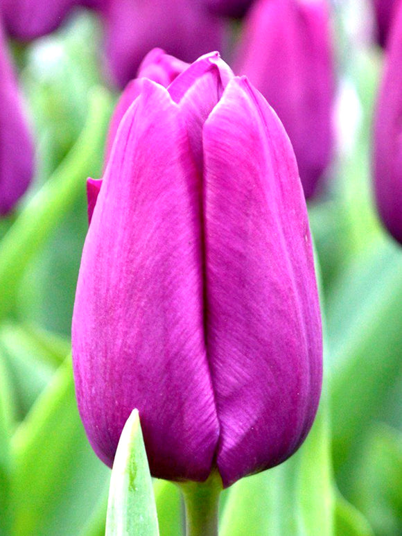 Tulip Purple Prince