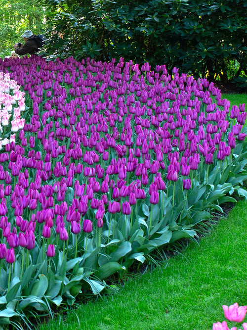 Purple Triumph Tulip Bulbs - Purple Prince flower bulbs