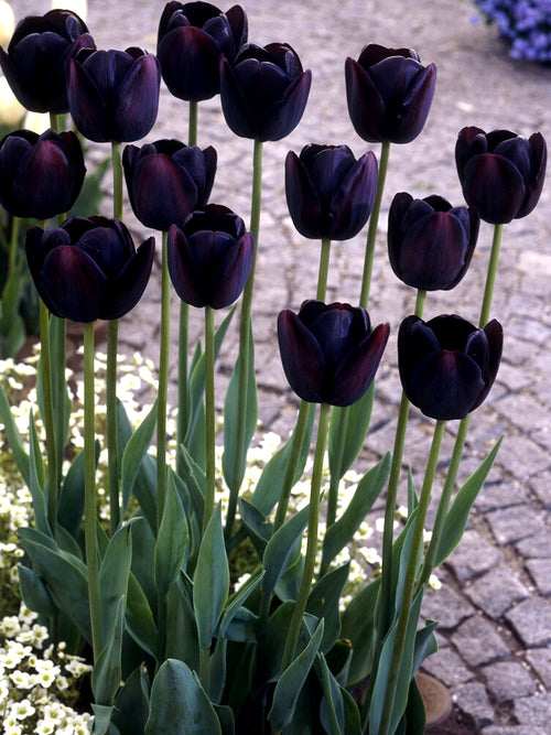 Tulip Black Queen of the Night