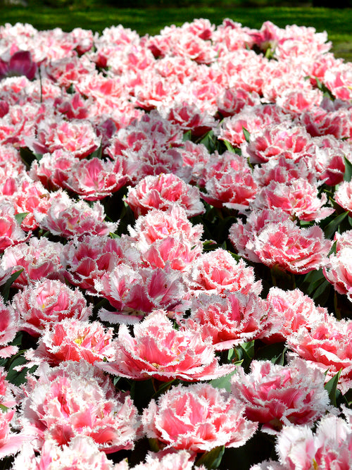 Tulip queensland bulbs