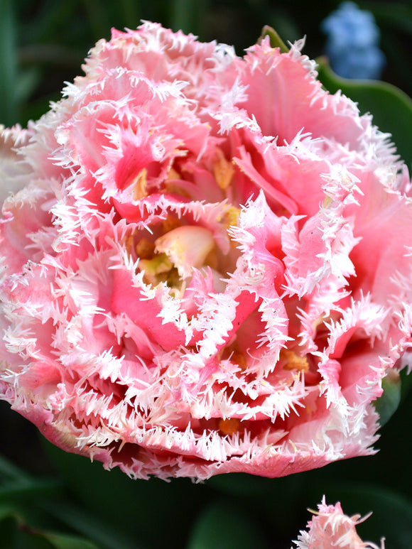 Tulip Double peony fringed tulip queensland red pink and white