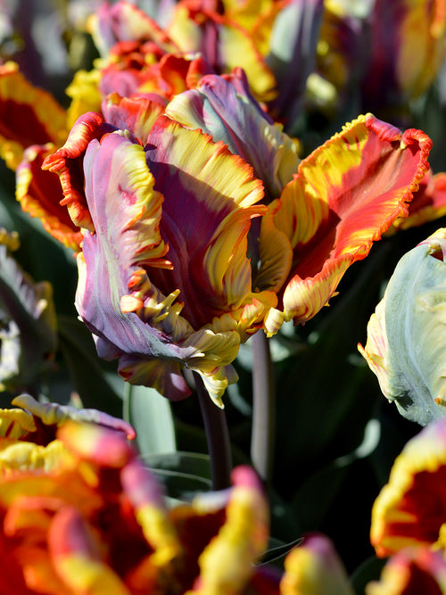 Unique tulip bulbs Rainbow Parrot