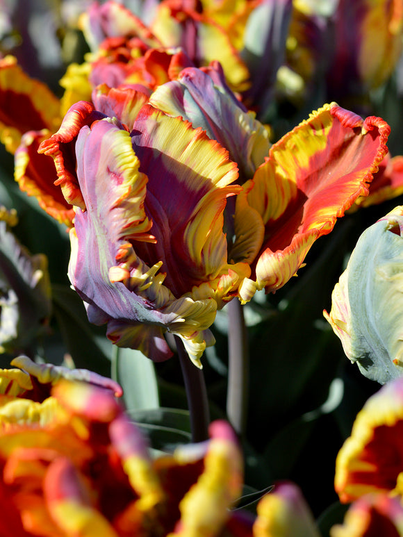 Unique tulip bulbs Rainbow Parrot