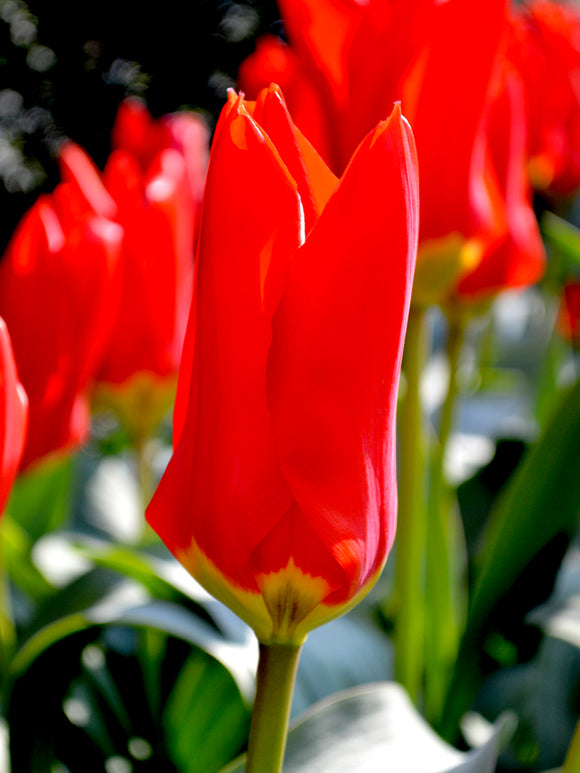 Tulip Red Emperor Madame Lefeber