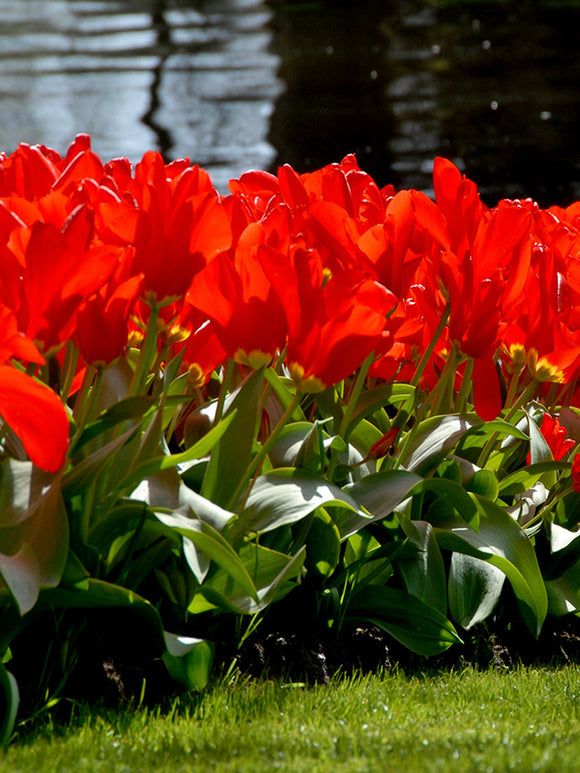 Tulip Bulbs and Flower Red Emperor DutchGrown
