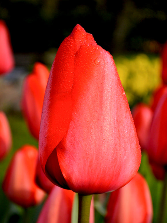 Tulip Jumbo Darwin Red Hybrid Impression