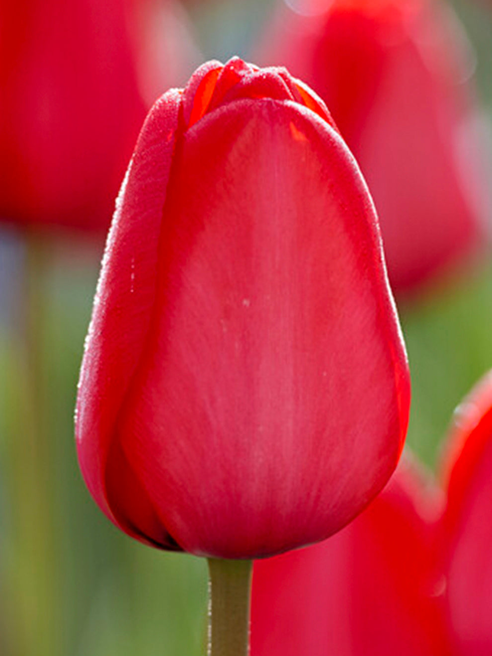 Rust Red Tulip Tulip Red Impression Bulbs for Sale | Giant Red Darwin Hybrid Tulips ...