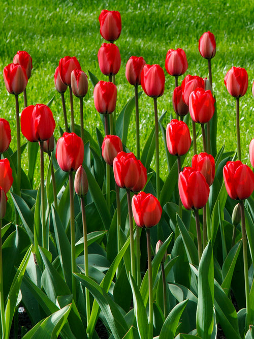 Jumbo Darwin Hybrid Tulip Red Impression