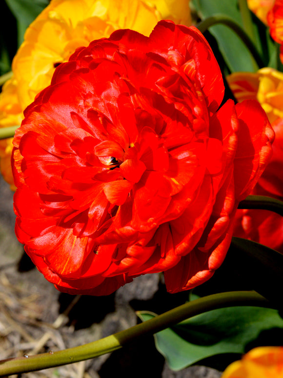 Tulip Peony Double Red Pomponette, fall panting gardening, spring blooming