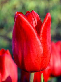 Tulip Red Power