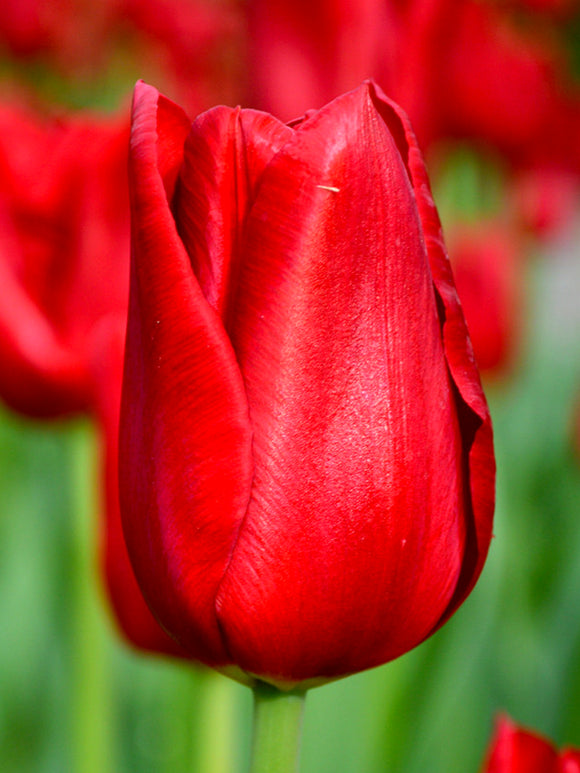 Wholesale Tulip Bulbs - Red Power