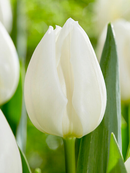 Triumph Tulip Royal Virgin White