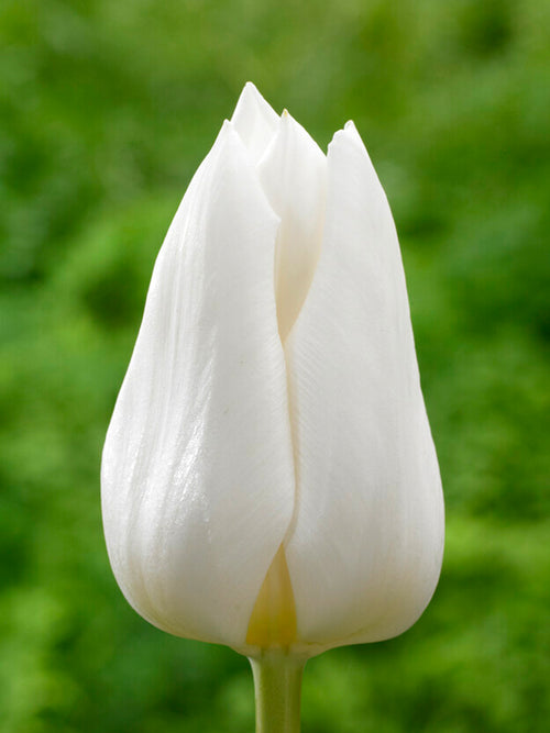 Triumph Tulip Royal Virgin White