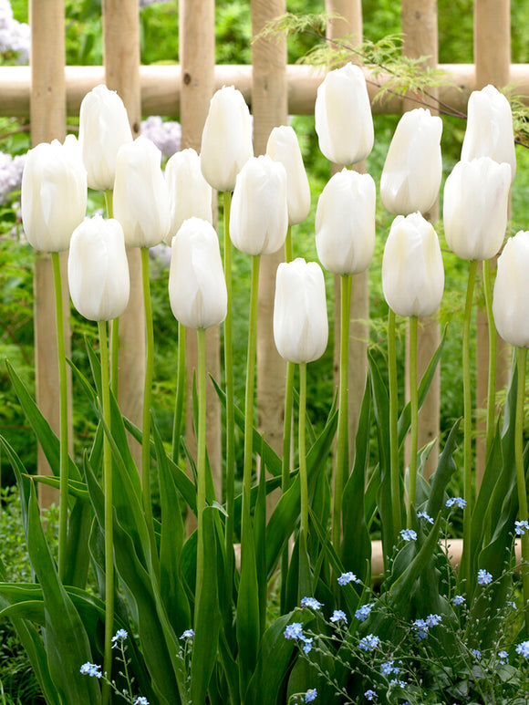 Triumph Tulip Royal Virgin White in group