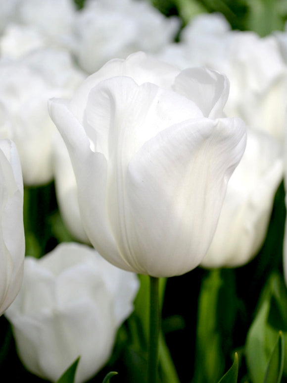 Triumph Tulip Royal Virgin White