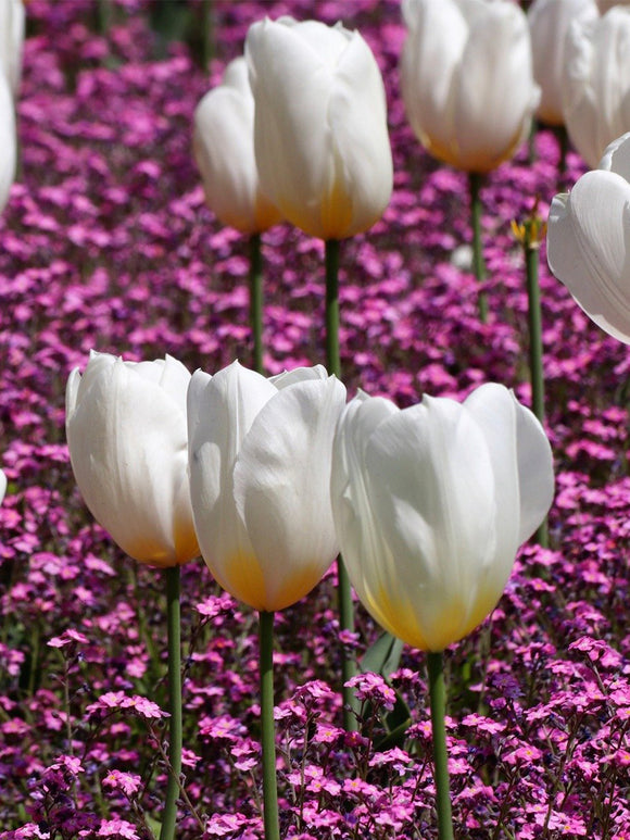 Triumph Tulip Royal Virgin White